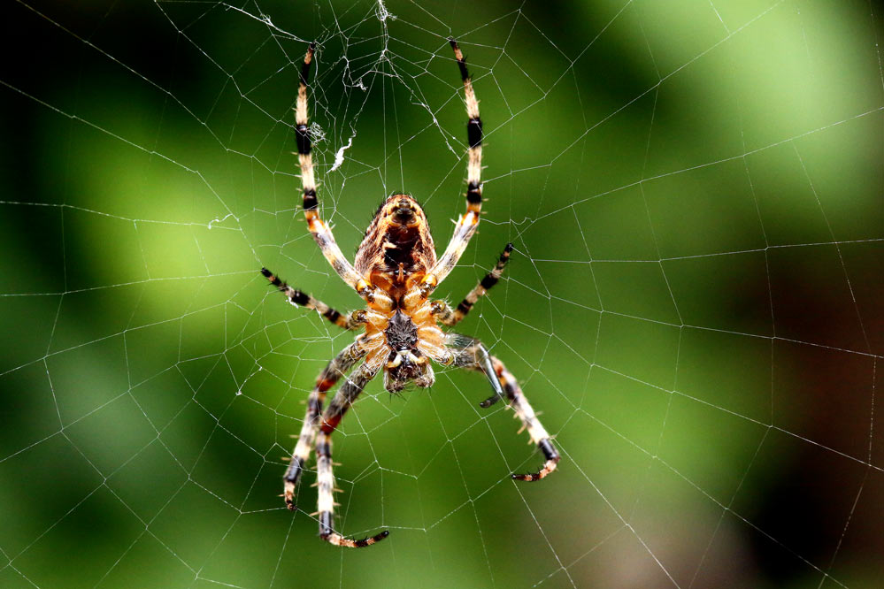 Araneus diadematus