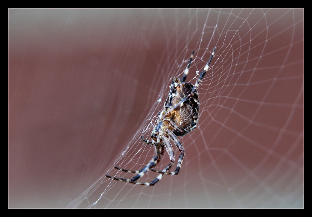 Araneus Diadematus