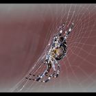 Araneus Diadematus