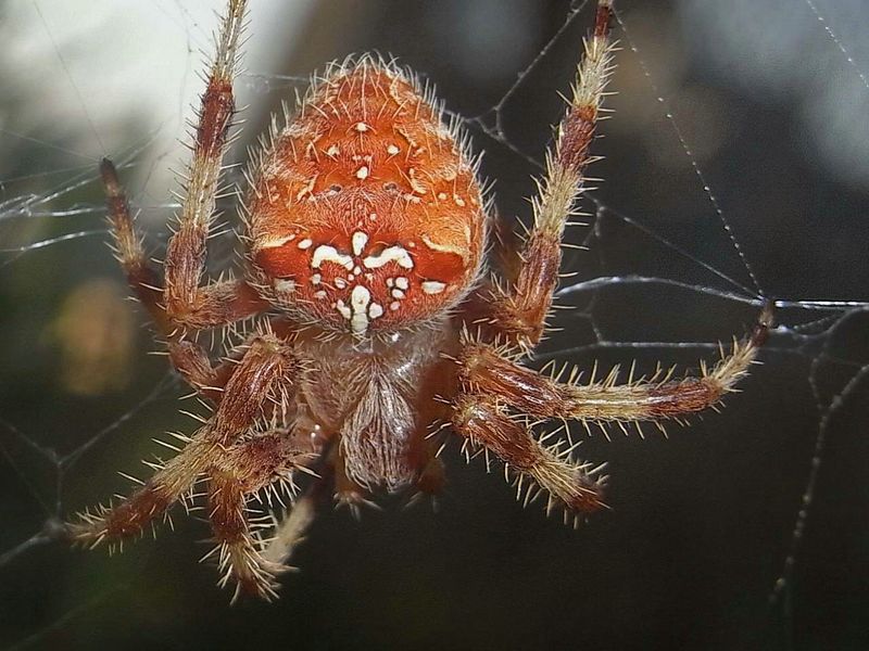 Araneus diadematus