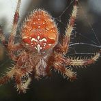 Araneus diadematus