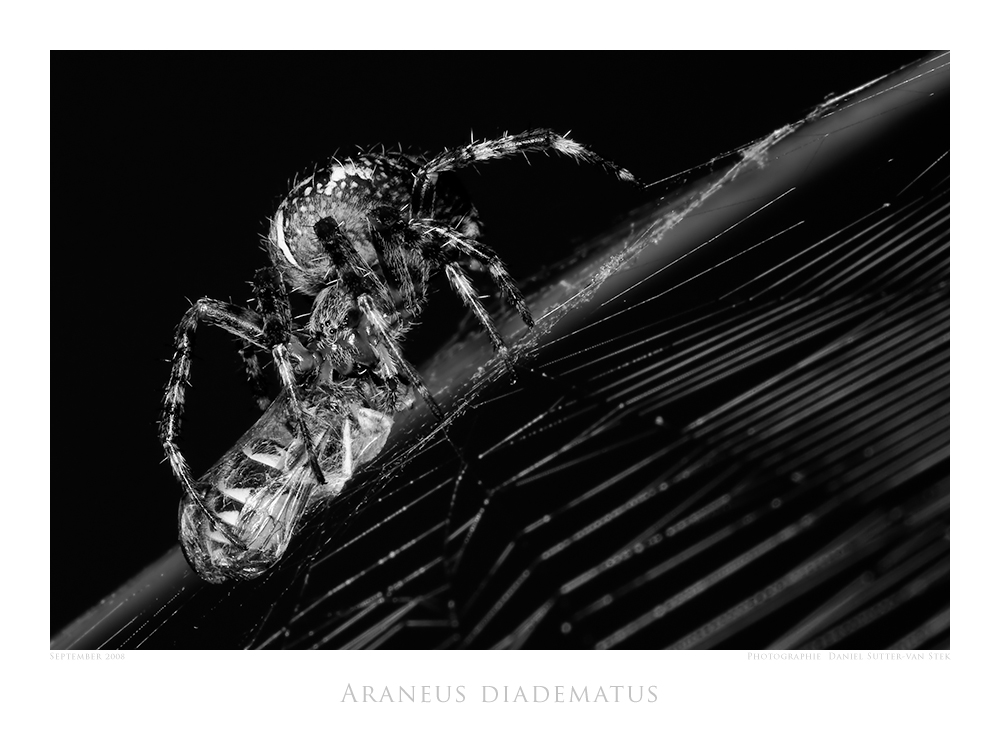 Araneus diadematus