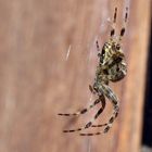 Araneus diadematus