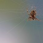 Araneus diadematus