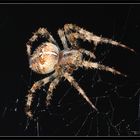 Araneus diadematus