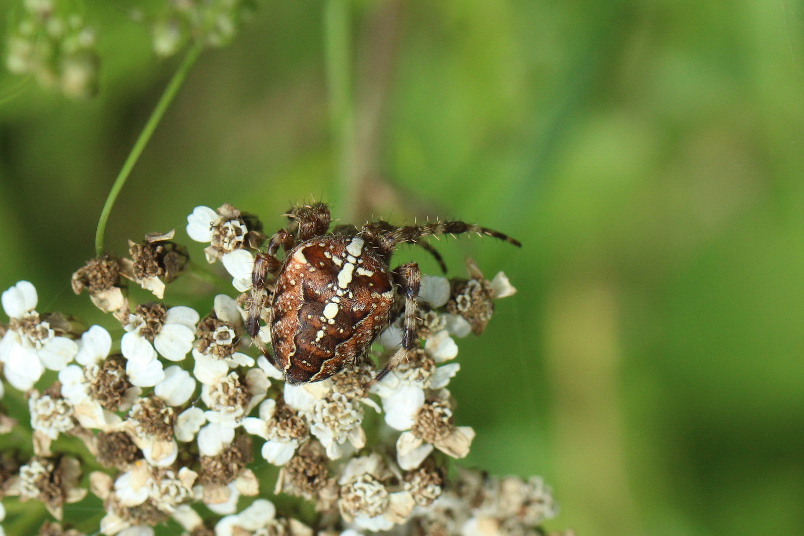 Araneus diadematus