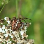 Araneus diadematus