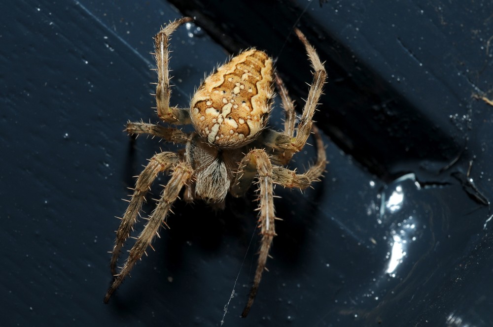 Araneus diadematus