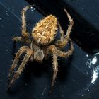 Araneus diadematus