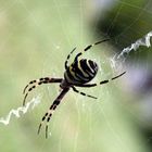 Araneus diadematus