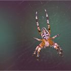 Araneus diadematus