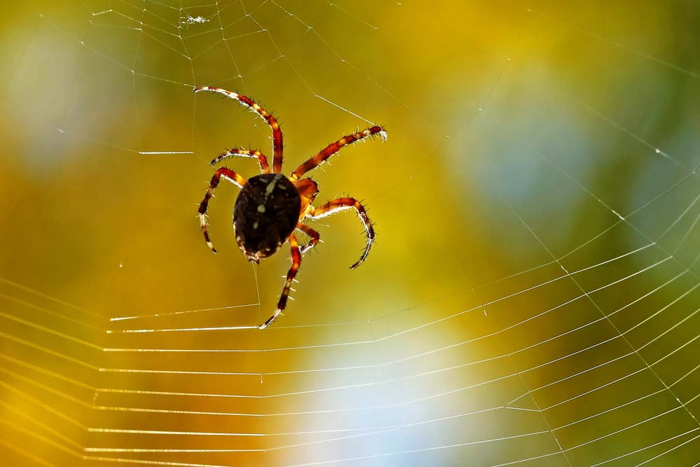 Araneus diadematus - beim Weben