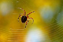 Araneus diadematus - beim Weben