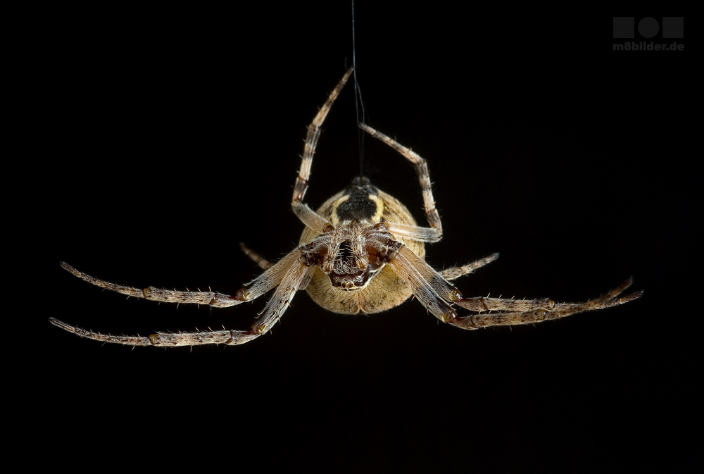 Araneus diadematus