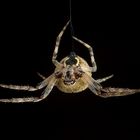 Araneus diadematus