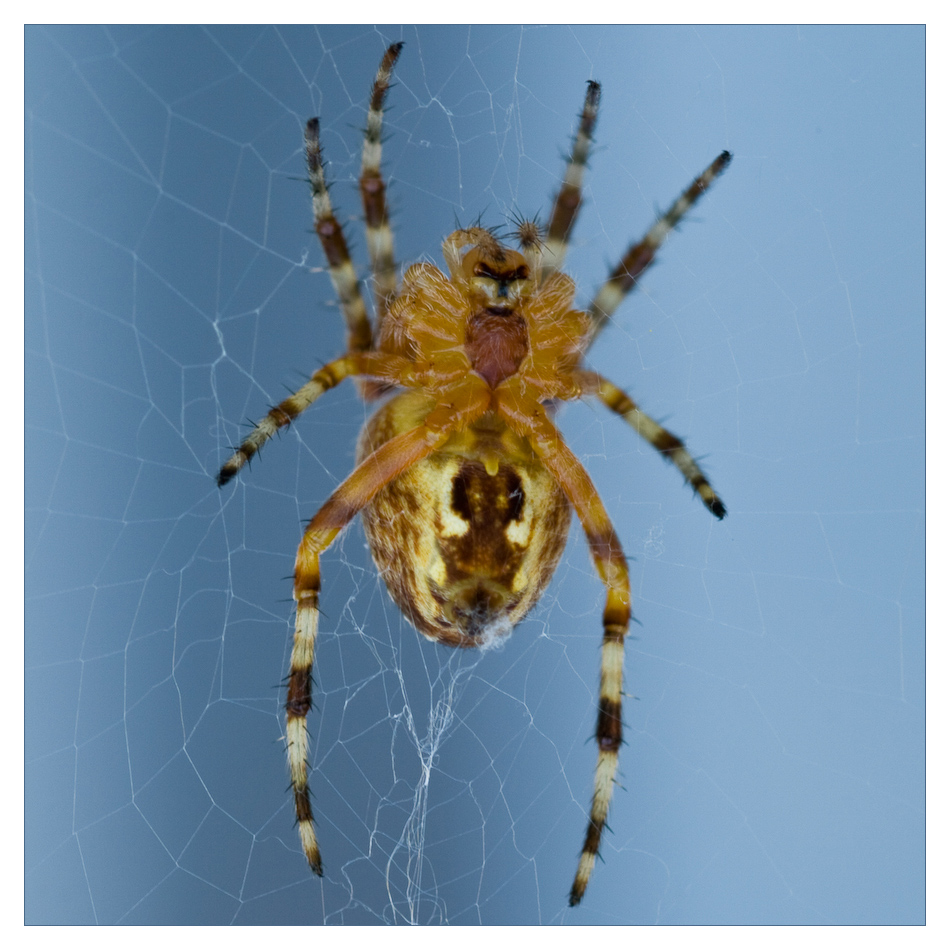 Araneus diadematus