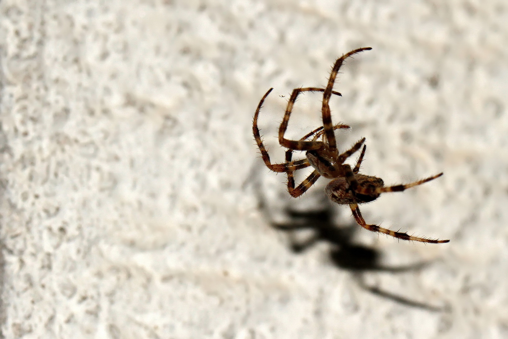 Araneus diadematus