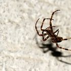 Araneus diadematus