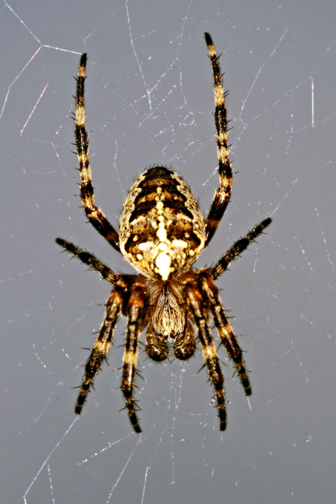 Araneus diadematus