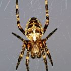 Araneus diadematus