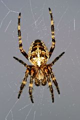 Araneus diadematus