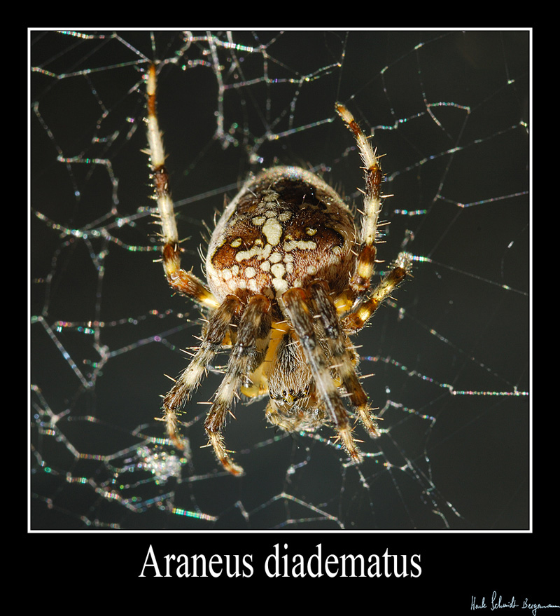 Araneus diadematus