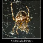 Araneus diadematus