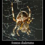 Araneus diadematus