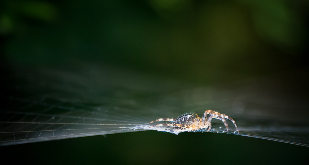 Araneus diadematus