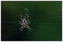 Araneus diadematus