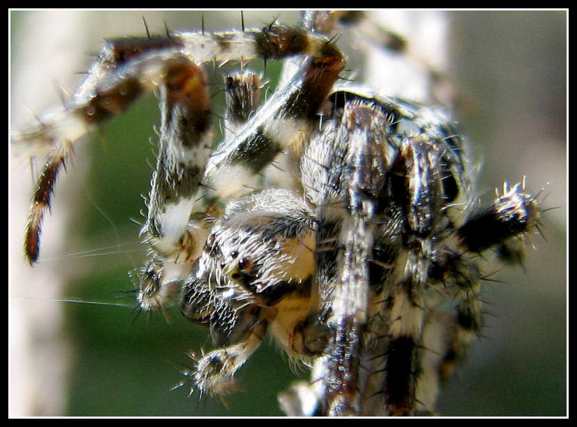 Araneus diadematus