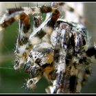 Araneus diadematus