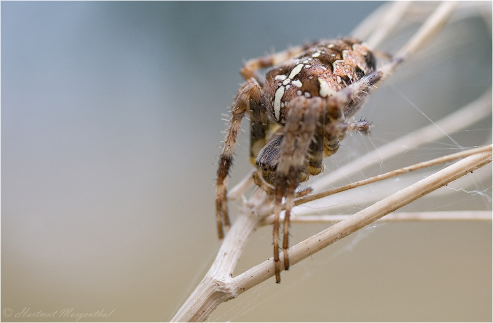 Araneus diadematus