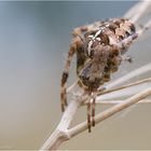 Araneus diadematus