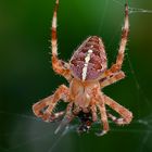 Araneus diadematus