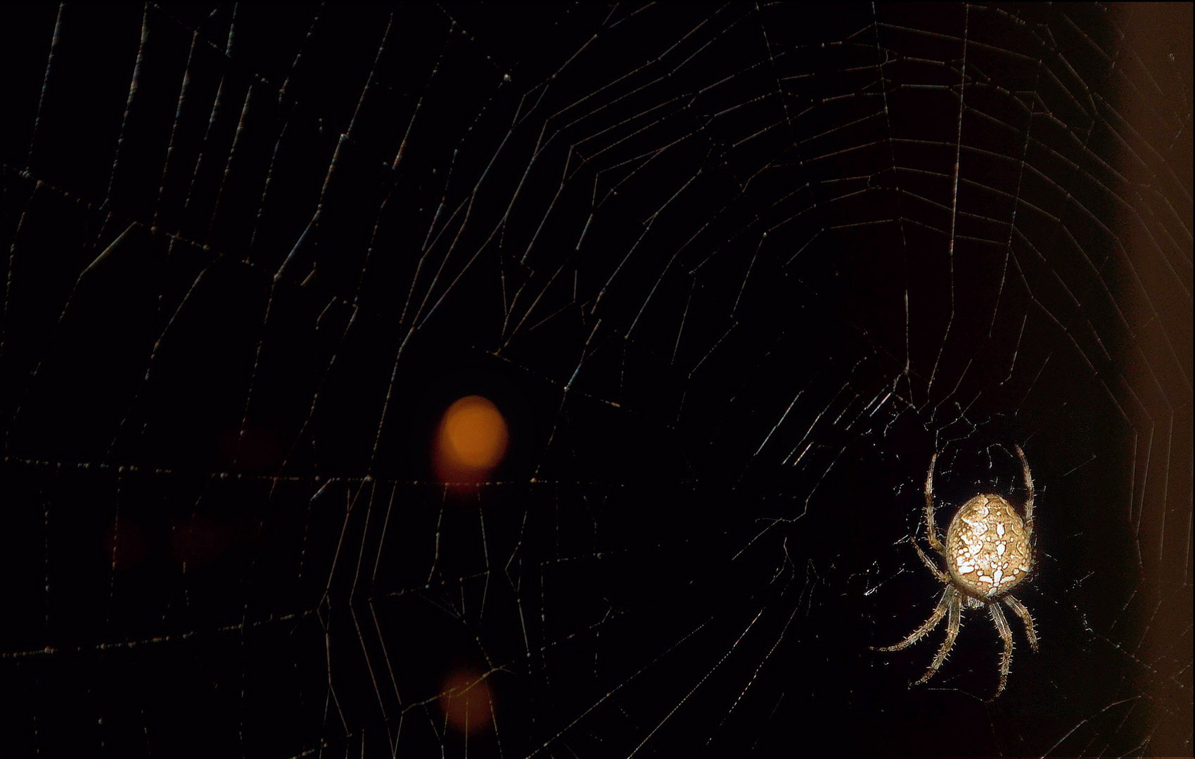 Araneus diadematus