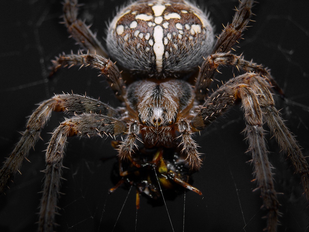 - Araneus Diadematus -