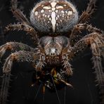 - Araneus Diadematus -