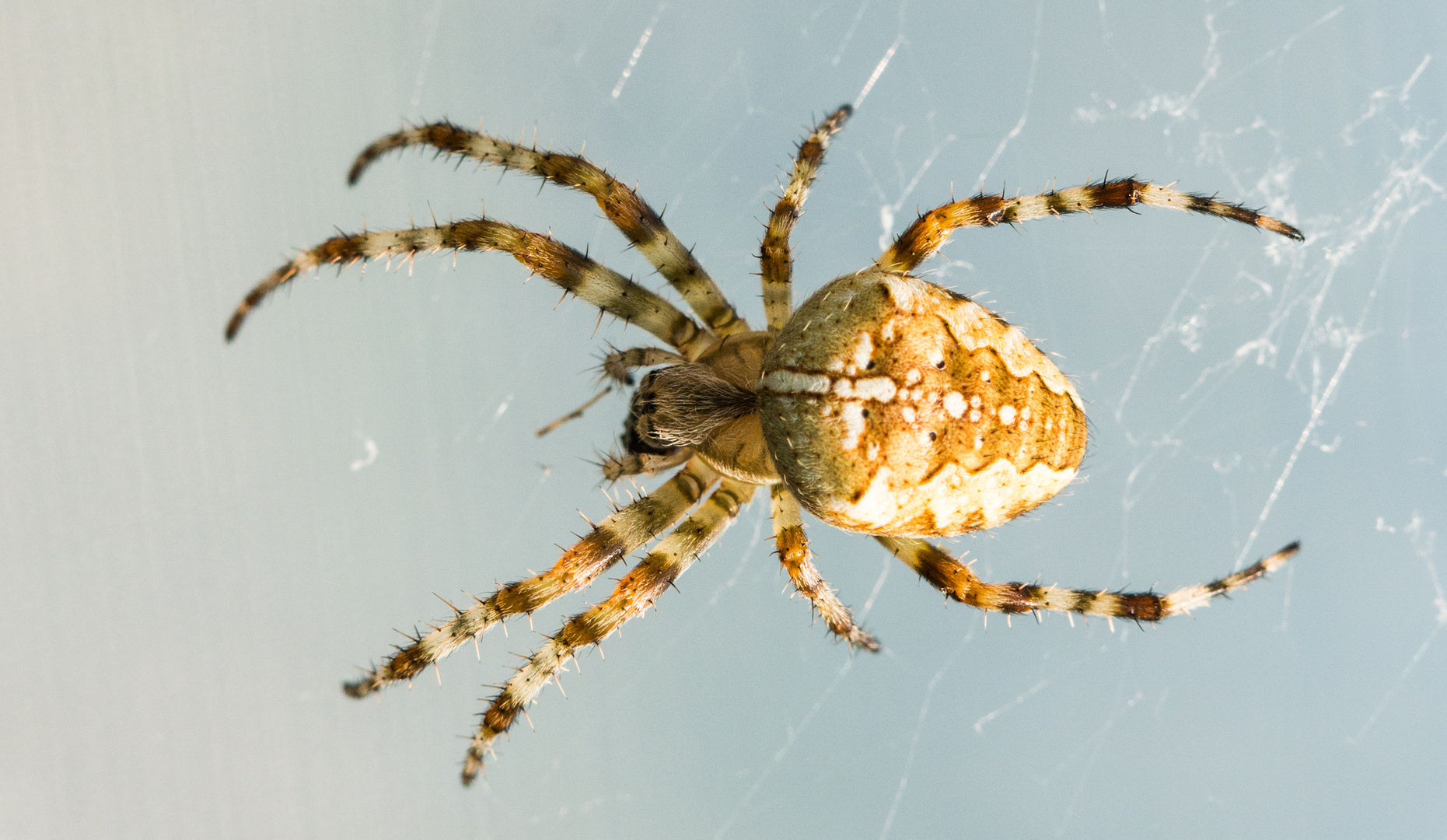 Araneus diadematus