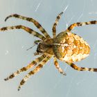 Araneus diadematus