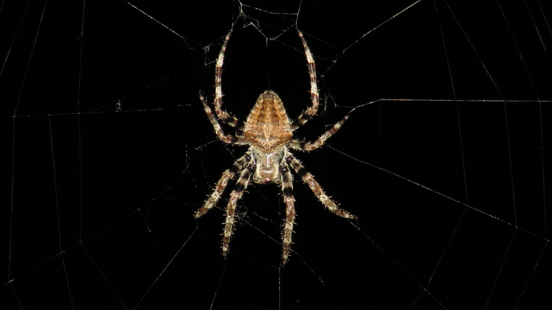 Araneus Diadematus