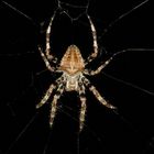 Araneus Diadematus