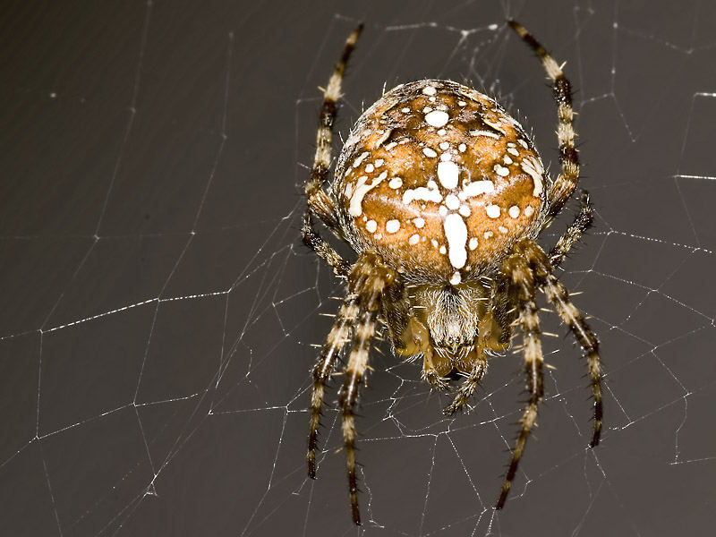 Araneus Diadematus