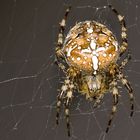 Araneus Diadematus