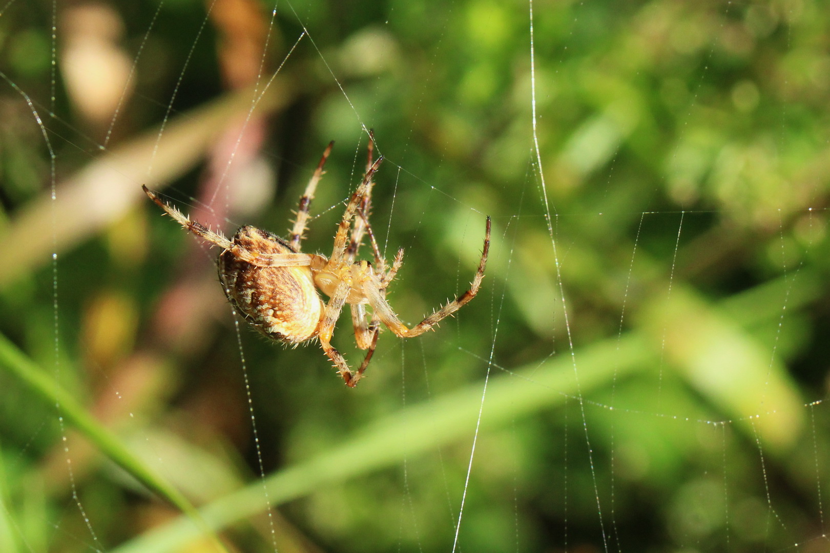 Araneus diadematus