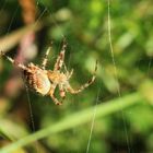 Araneus diadematus