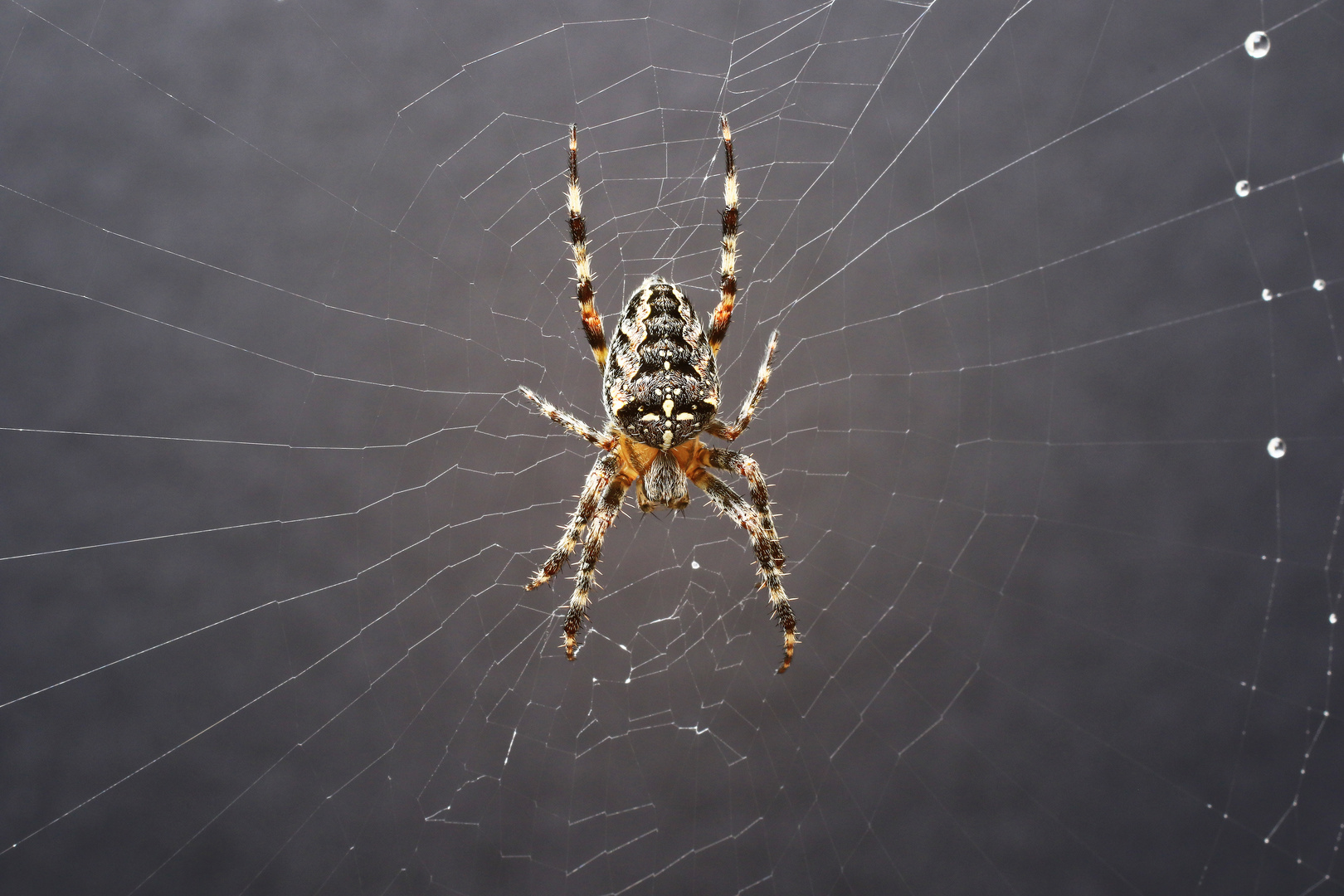 Araneus diadematus  Garten-Kreuzspinne1