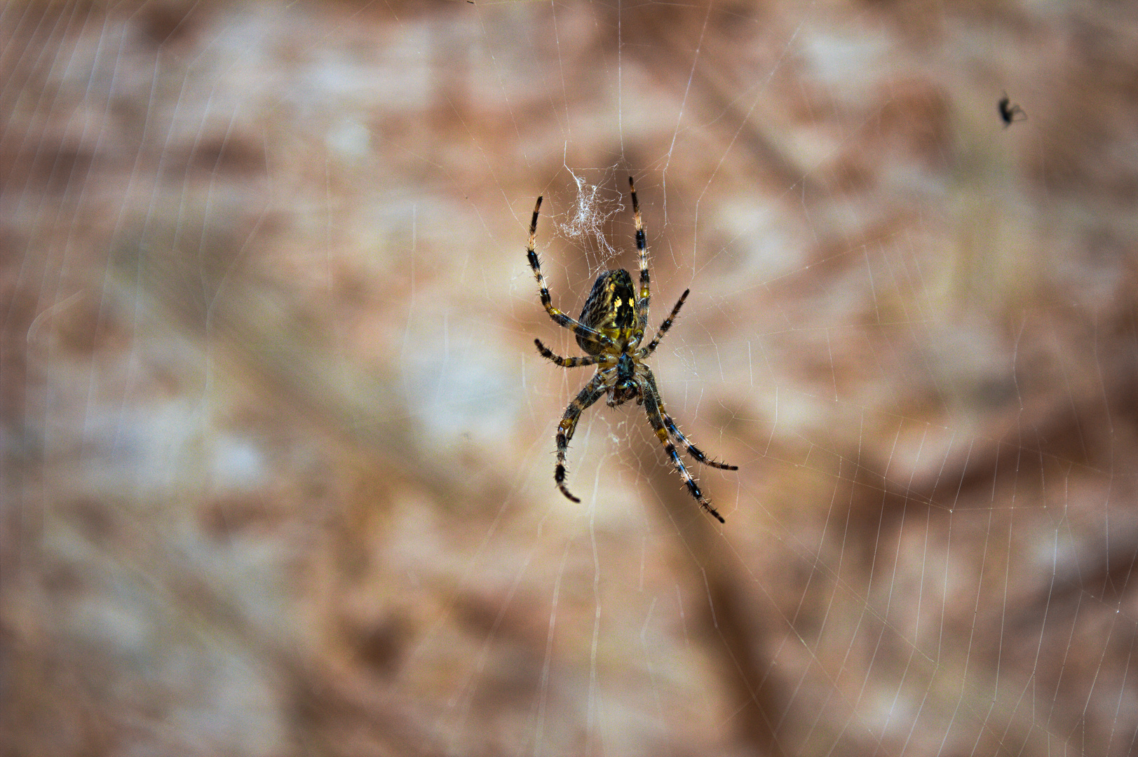 Araneus Diadematus (Gartenkreuzspinne)