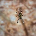 Araneus Diadematus (Gartenkreuzspinne)