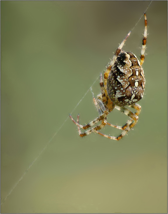 Araneus diadematus -  Gartenkreuzspinne